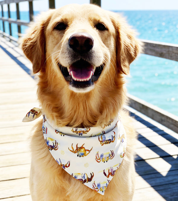 Pet and human bandanas 100% cotton. 100% fun and practical.